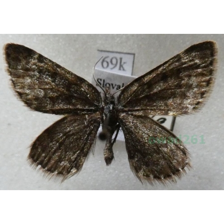 Psodos canaliculata (Hochenwarth, 1785) Halnik kanaliczak Slovakia69k